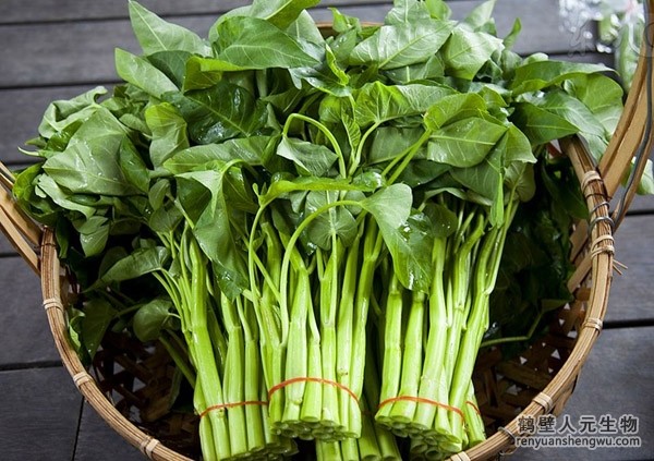 如何識(shí)別、防治空心菜白銹病