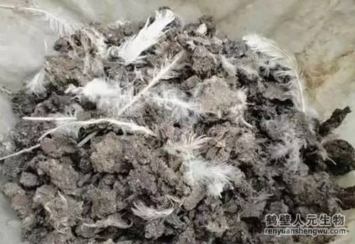 雞糞有機肥發(fā)酵過程