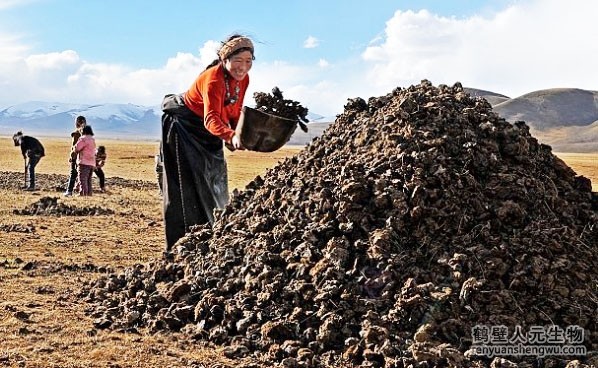 養(yǎng)牛場如何利用牛糞和有機肥設(shè)備致富
