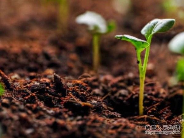 購(gòu)買的有機(jī)肥在施用時(shí)應(yīng)注意什么？