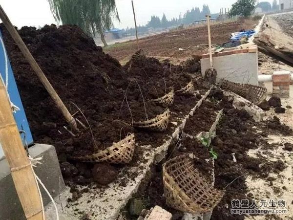 1噸雞糞可以發(fā)酵生產(chǎn)多少有機肥？這種雞糞有機肥是酸性還是堿性