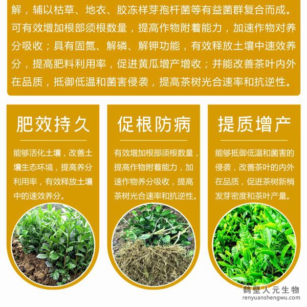 有效的抵御低溫和菌害的侵襲；同時，使用本品能在一定程度上降解或減少茶葉中的農殘及重金屬含量，并能改善茶葉的內外在品質。使用本品種植的茶葉在氨基酸、茶多酚和咖啡因的含量上都有提高。