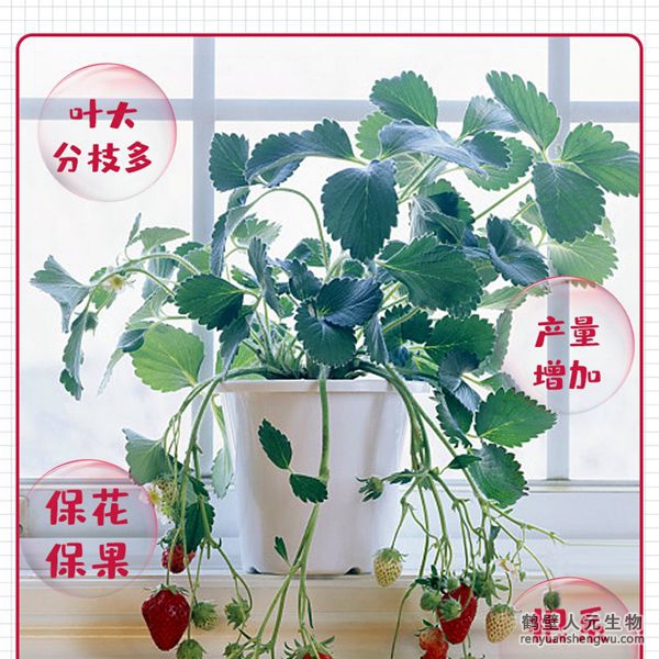 草莓專用菌肥有效活菌數(shù)量大，生命力強(qiáng)，為種植草莓量身定制。