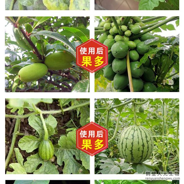 多氨豆粕菌肥系列瓜類(lèi)專(zhuān)用肥使用效果圖2