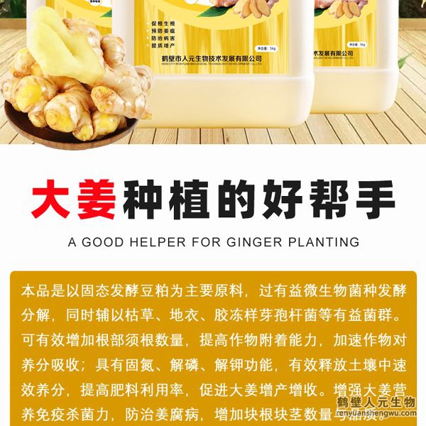 可有效增加根部須根數(shù)量，提高作物的附著能力；使作物主根粗壯、須根濃密，加速作物對養(yǎng)分的吸收；富含的有益菌具有固氮、解磷、解鉀功能，有效釋放土壤中的速效養(yǎng)分，提高肥料利用率，增加大姜產(chǎn)量。