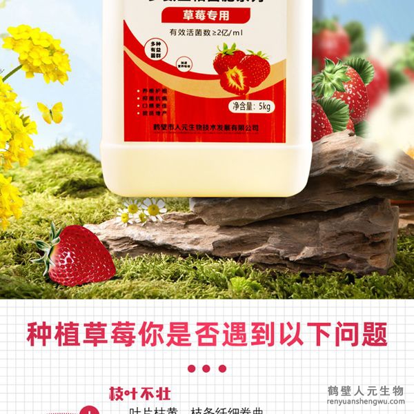 可有效增加根部須根數(shù)量，提高作物的附著能力；使作物主根粗壯、須根濃密，加速作物對(duì)養(yǎng)分的吸收；富含的有益菌具有固氮、解磷、解鉀功能，有效釋放土壤中的速效養(yǎng)分，提高肥料利用率，增加草莓產(chǎn)量，有助于增強(qiáng)草莓抗逆抗病能力，提高的坐果率，改善草莓口感、果型、果色、色澤、品質(zhì)等，同時(shí)，兼具
