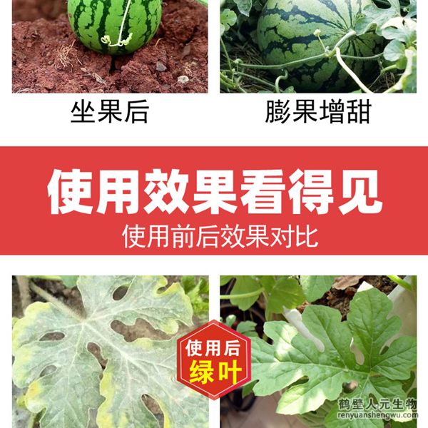 多氨豆粕菌肥系列瓜類(lèi)專(zhuān)用肥使用效果圖1