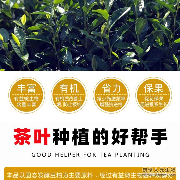 施用后迅速打破茶葉休眠，誘發(fā)茶樹酶系活力在早春低溫情況下新芽快速萌發(fā)，新梢發(fā)芽密度高從而提高樹自身生理、生化能力，促進茶樹促進茶樹根系發(fā)達和植株健壯，能提高茶樹光合速率和抗逆性；