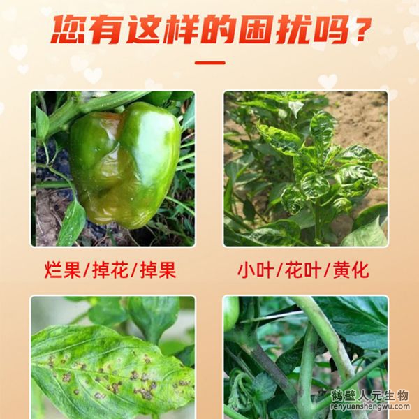 多氨豆粕菌肥系列辣椒專(zhuān)用肥適用范圍：適用于櫻桃椒、朝天椒、燈籠椒、羊角椒、線椒、彩椒、甜柿椒、牛角椒等辣椒類(lèi)品種。