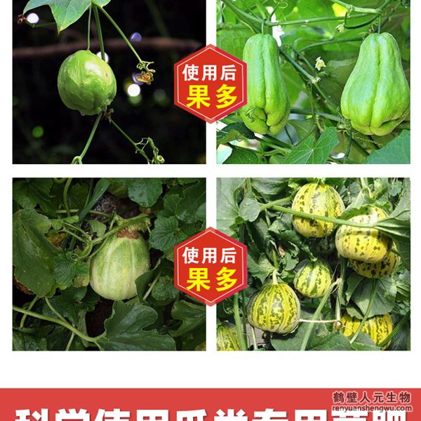 多氨豆粕菌肥系列瓜類(lèi)專(zhuān)用肥使用效果圖3