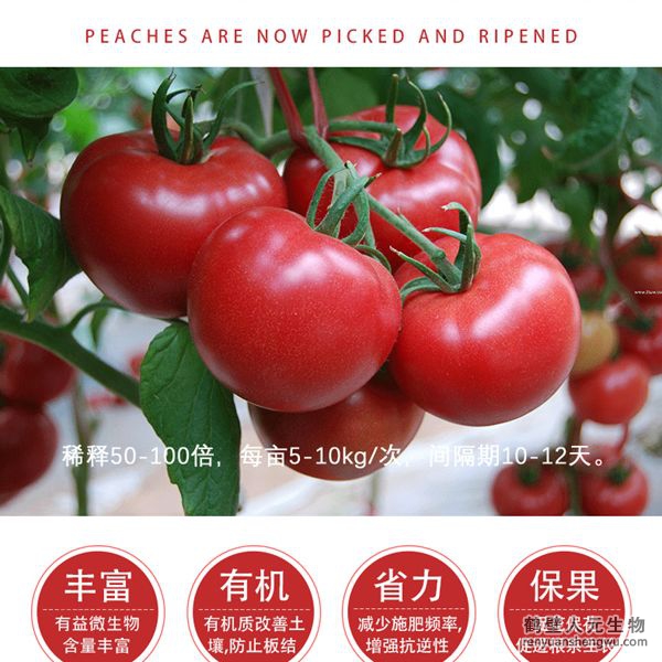 提高把料利用率，增加番茄產(chǎn)量，產(chǎn)量可增加20%以上，有助于提高番茄的坐果率，顯者提高香茄產(chǎn)量，改善番茄口感、果型、果色、色澤、品質(zhì)等，增加種植經(jīng)濟(jì)效益，同時(shí)兼具預(yù)防土傳病害，減少病害發(fā)生的功能。