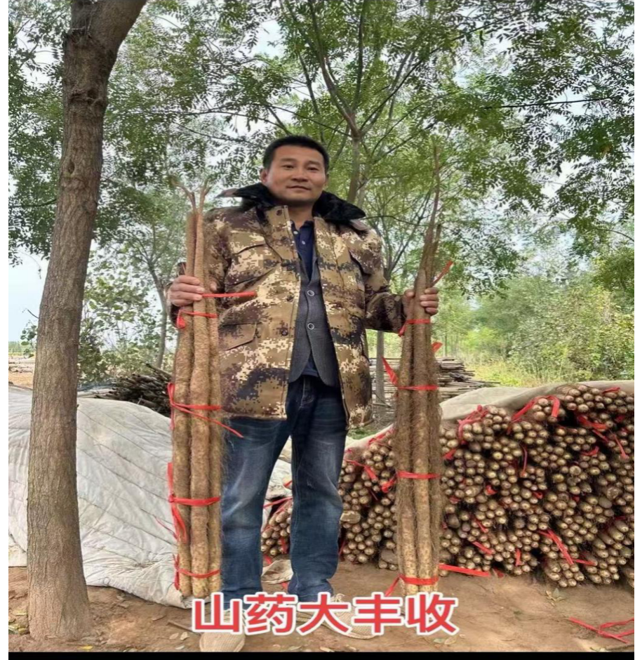 專(zhuān)用對(duì)專(zhuān)業(yè) 生物有機(jī)肥助農(nóng)實(shí)現(xiàn)生態(tài)與效益雙豐收